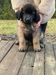 Leonberger valpar 