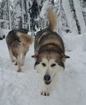 Malamute tik omplacering 