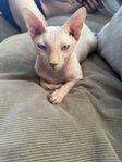 sphynx hane 3år