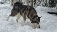 Malamute henne omplacera 