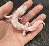 Leopardgecko Juvenil Diablo blanco