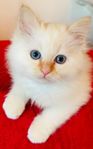 Ragdoll / Helig birma