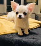 Chihuahua Hanne SKK 