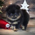 Renrasig pomeranian tik valp 