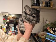 Chinchilla-hane