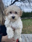 Maltipoo valpar