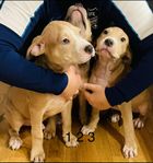 American bully/amstaff