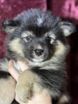 Finsk lapphund / Bordercollievalpar