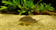 Corydoras Sterbai 