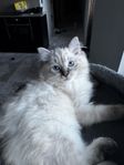 Renrasig Ragdoll kattunge 