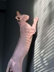 sphynx