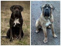 Cane Corso Renrasig SKK. Hane och Tik