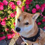 Shiba Inu