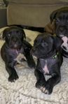 Bully XL/ Cane Corso & Presa Canario valpar