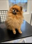 pomeranian hane 3 år 