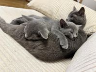 Russian blue kattungar 