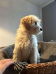 Goldendoodle F1 valp akut omplacering