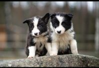 Bordercollie valpar 28 dec 