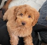 Multi Australian Labradoodle valpar 