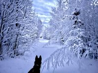 Husky 50/50 Sibirien/Alaska