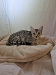 renrasiga ocicat kattungar