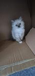 Ragdoll britisk mix kattunge