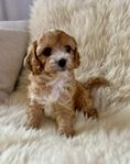 Cavapoo- Drömvalpar 