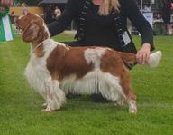 Welsh springer spaniel 