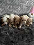 Maltipoo valpar