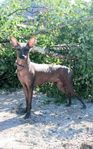 Perro sin pelo del Peru', medio naken hane. 