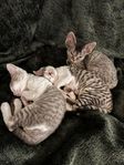 Devon Rex kattungar 