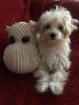 Maltipoo valp hane