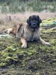 Leonberger tik