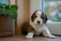  Australian Shepherd hanvalpar med stamtavla