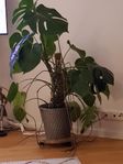 växt monstera