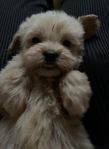 Maltipoo valp