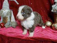 Miniature American Shepherd 