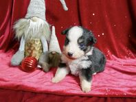 Miniature American Shepherd