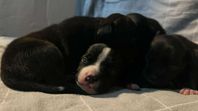 staffordshire bullterrier 