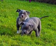 Leveransklara American bully pocket