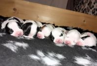 Staffordshire bullterrier valpar  SKK