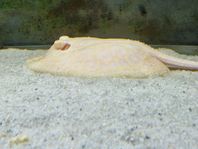 Potamotrygon Golden Base Albino Pearl Stingray 