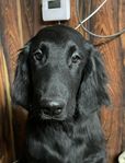 Flatcoated retrievervalpar leveransklara