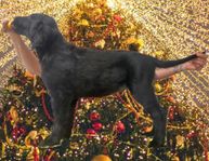 FlatCoated Retriever-valpar