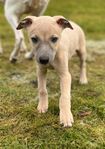 Whippet 