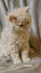 Kattungar Selkirk Rex, långhår