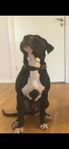 fodervärd pitbull 