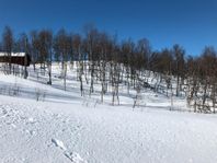 Naturtomt i Tänndalen 