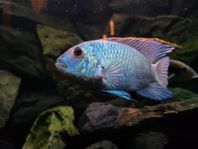 1st Electric Blue Acara