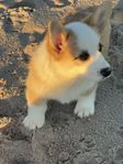 Elite Welsh Corgi Pembroke